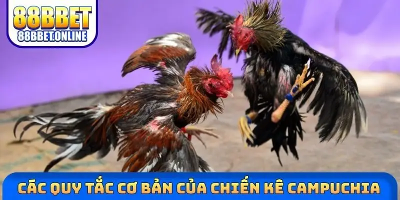 Các quy tắc cơ bản của chiến kê Campuchia