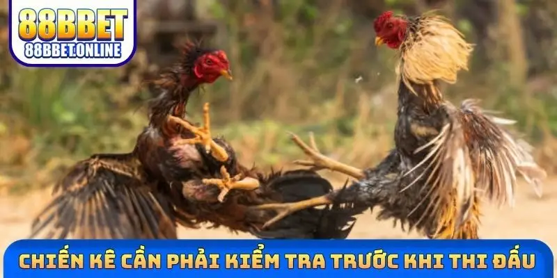 Chiến kê cần phải kiểm tra trước khi thi đấu