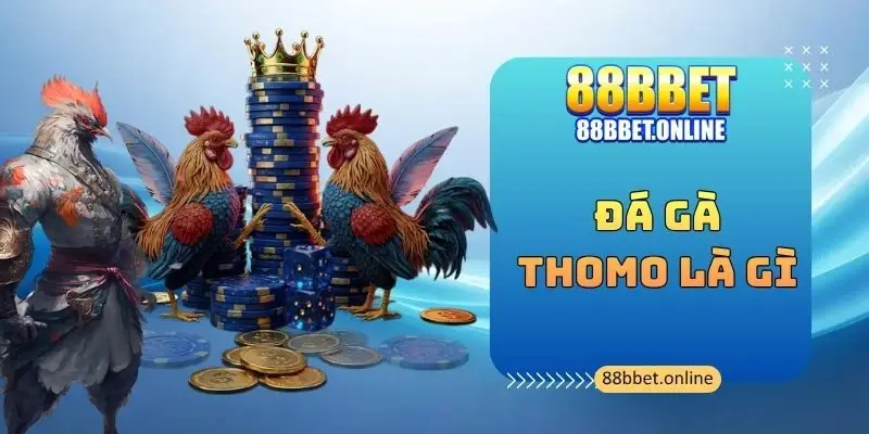 Đá Gà Thomo Là Gì