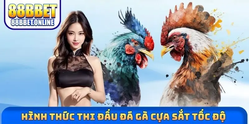 Hình thức thi đấu đá gà cựa sắt tốc độ 