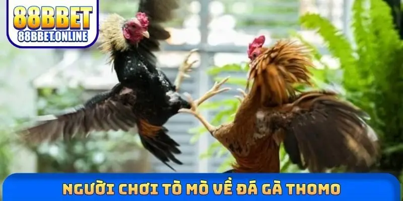 Người chơi tò mò về đá gà Thomo