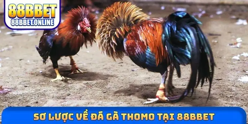 Sơ lược về đá gà Thomo tại 88bbet