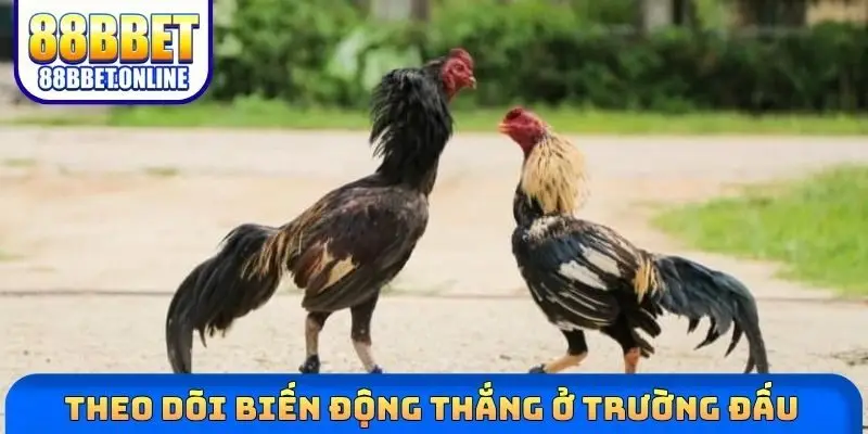 Theo dõi biến động thắng ở trường đấu