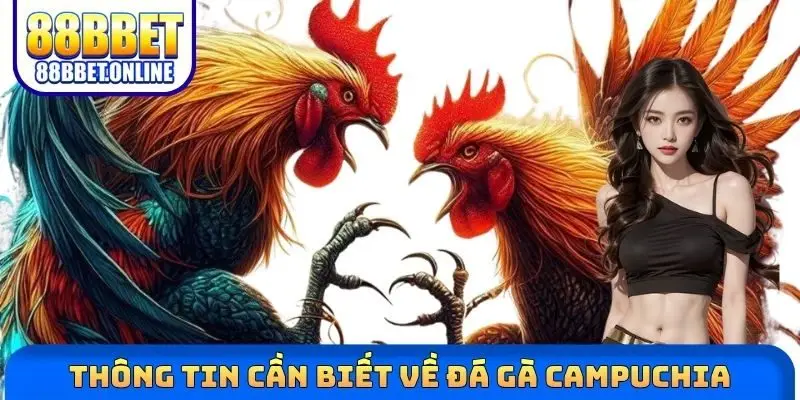 Thông tin cần biết về đá gà Campuchia