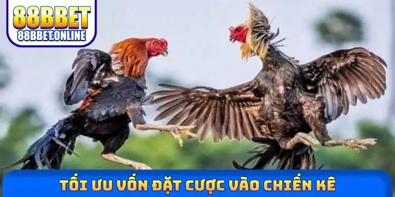 Tối ưu vốn đặt cược vào chiến kê 