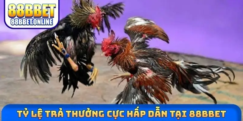 Tỷ lệ trả thưởng cực hấp dẫn tại 88bbet